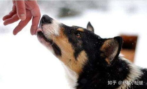 国产舔狗之王视频在线播放